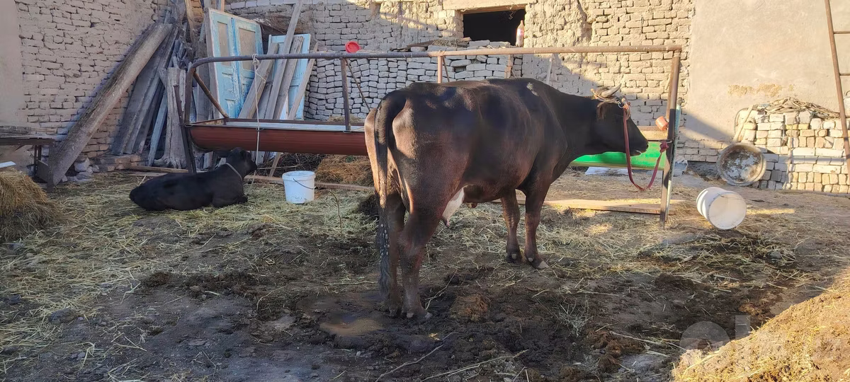 Swedish red cattle
