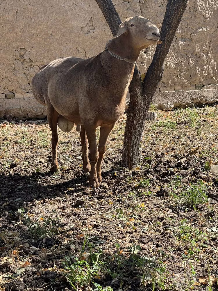 Arashan sheep