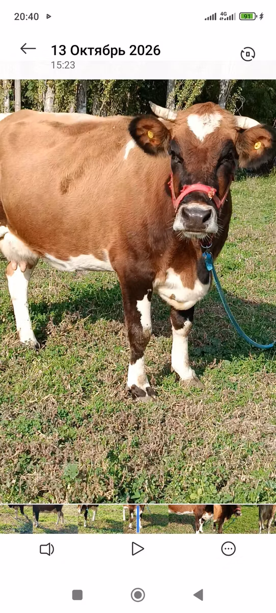 Simmental cattle
