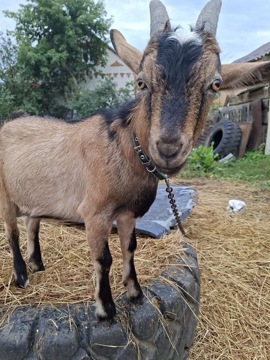 Alpine goat