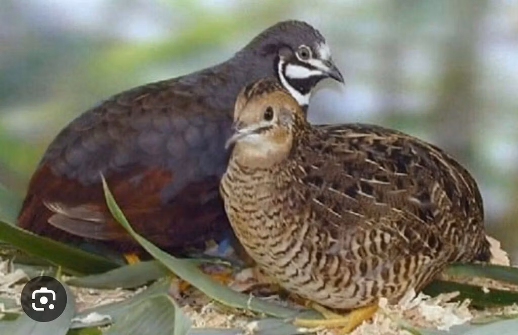 King Quail