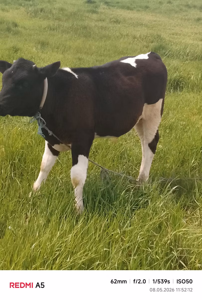 Rasa Holstein
