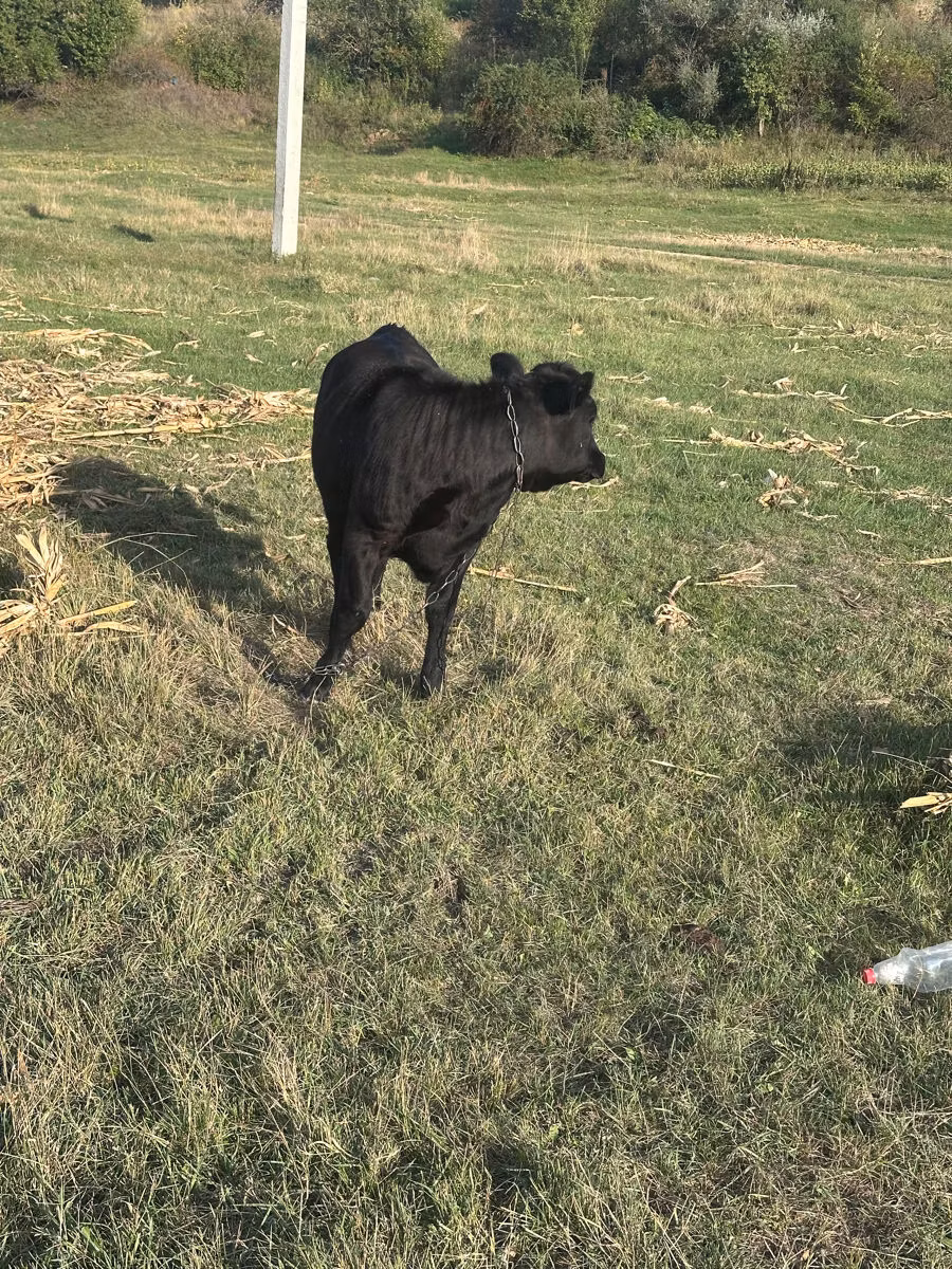 Raza de vaca