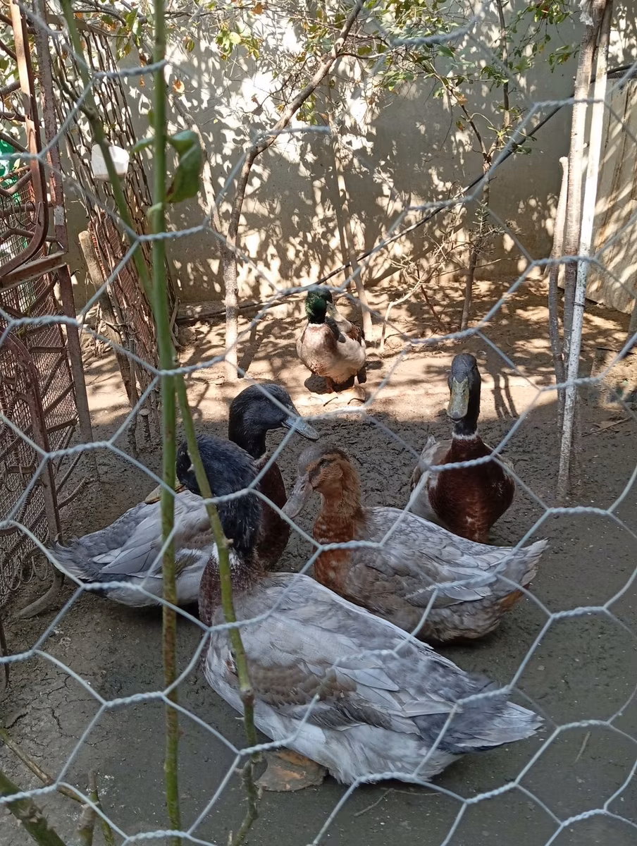 रूएन