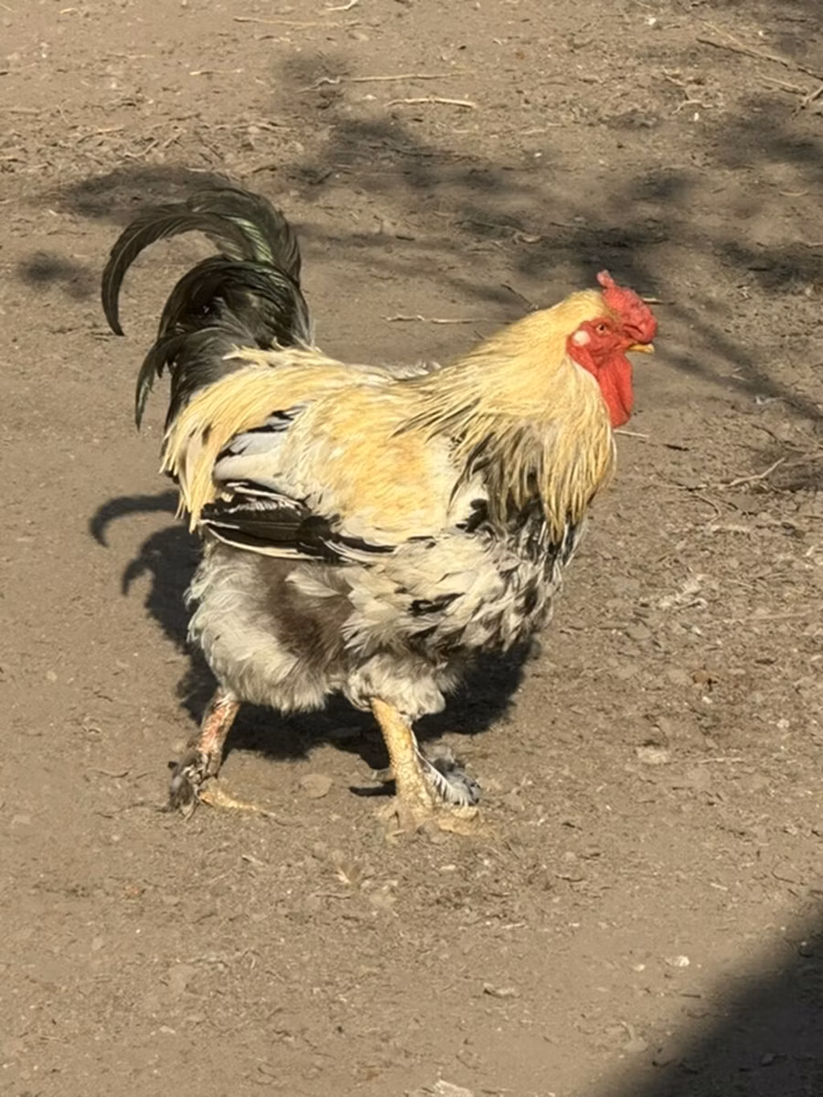 Czech Gold Brindled Hen