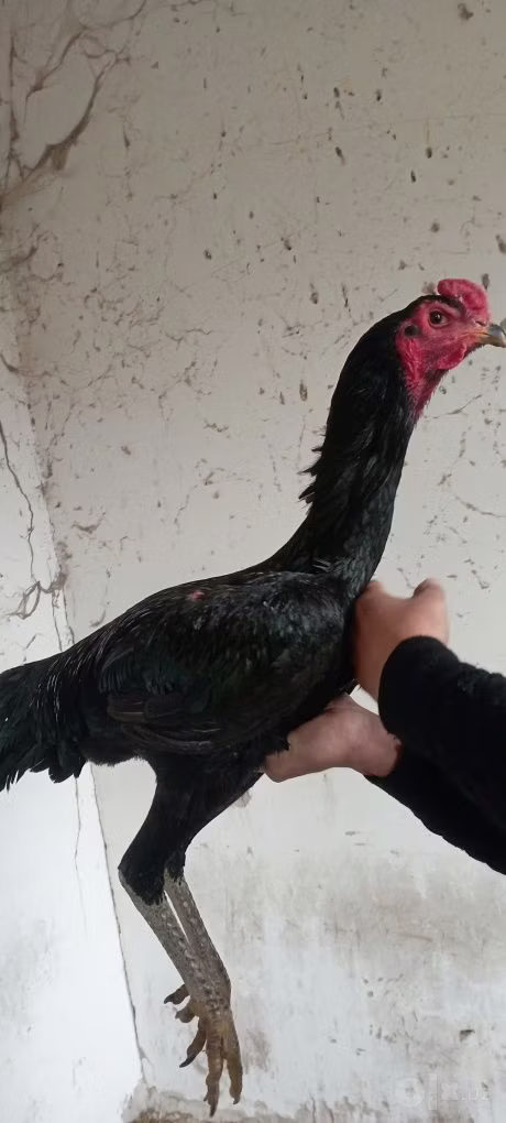 poules Shamo