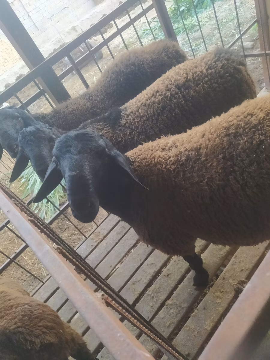 Blackheaded Persian sheep