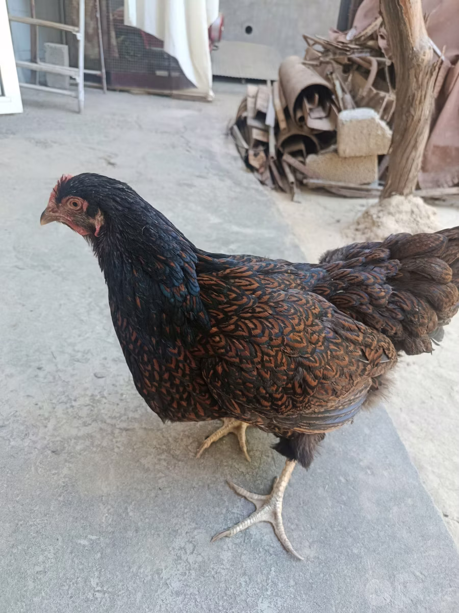 बार्नेवेल्डर
