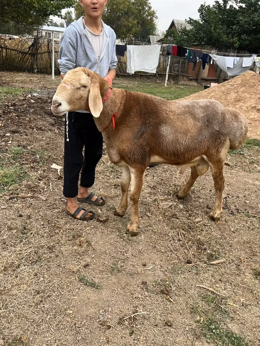 Arashan sheep