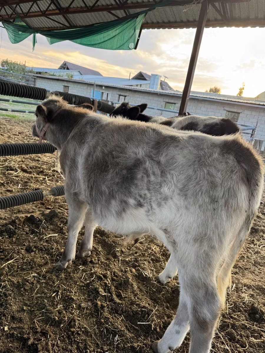 Belgian Blue
