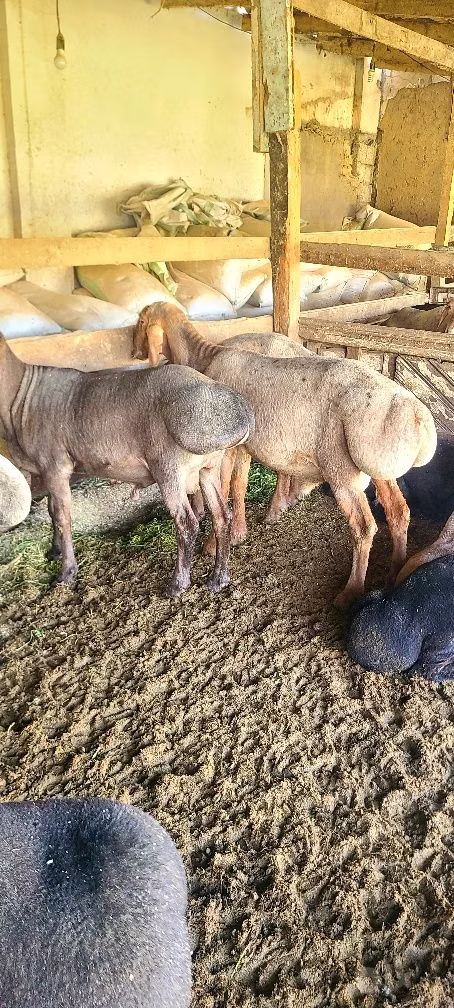 Edilbay sheep