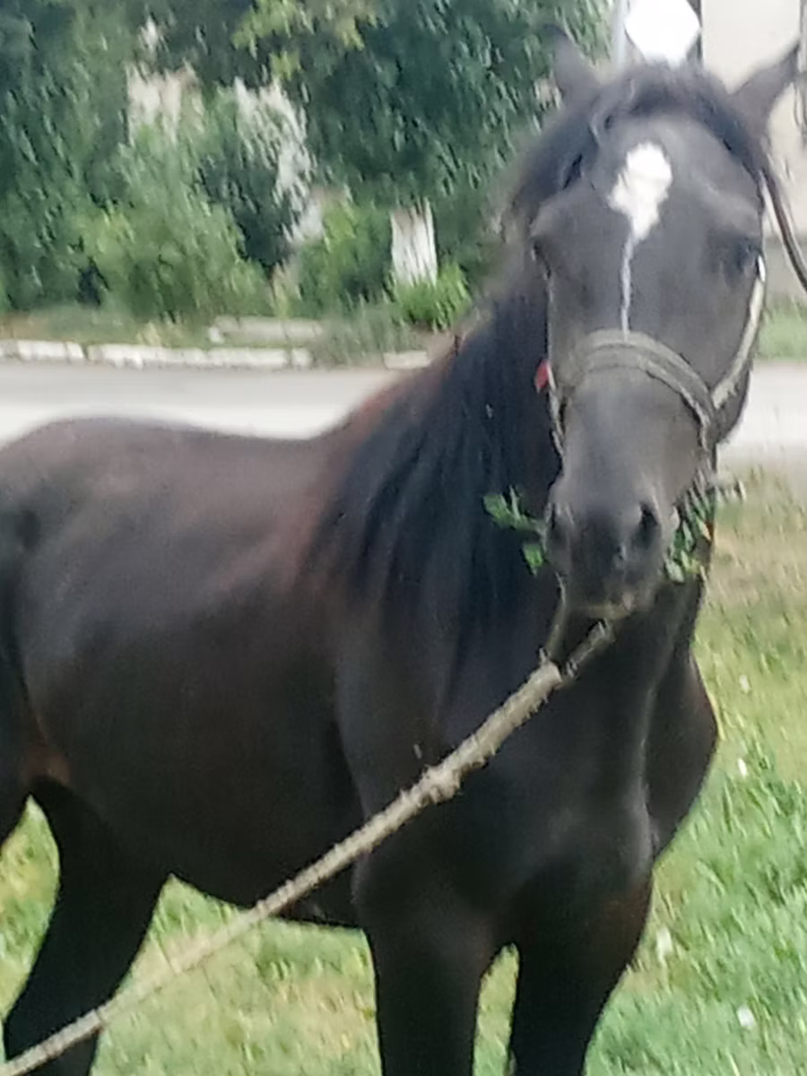 Приобская тукум