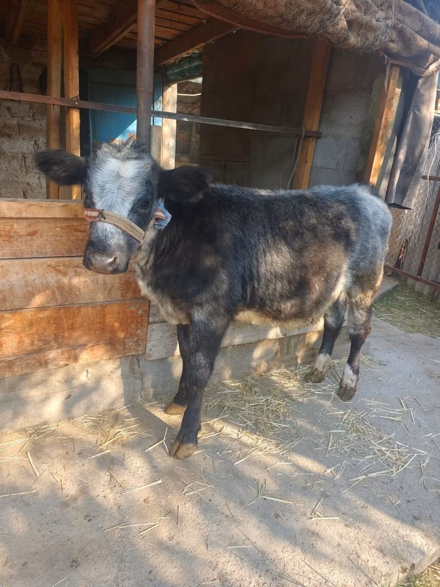 Belgian Blue