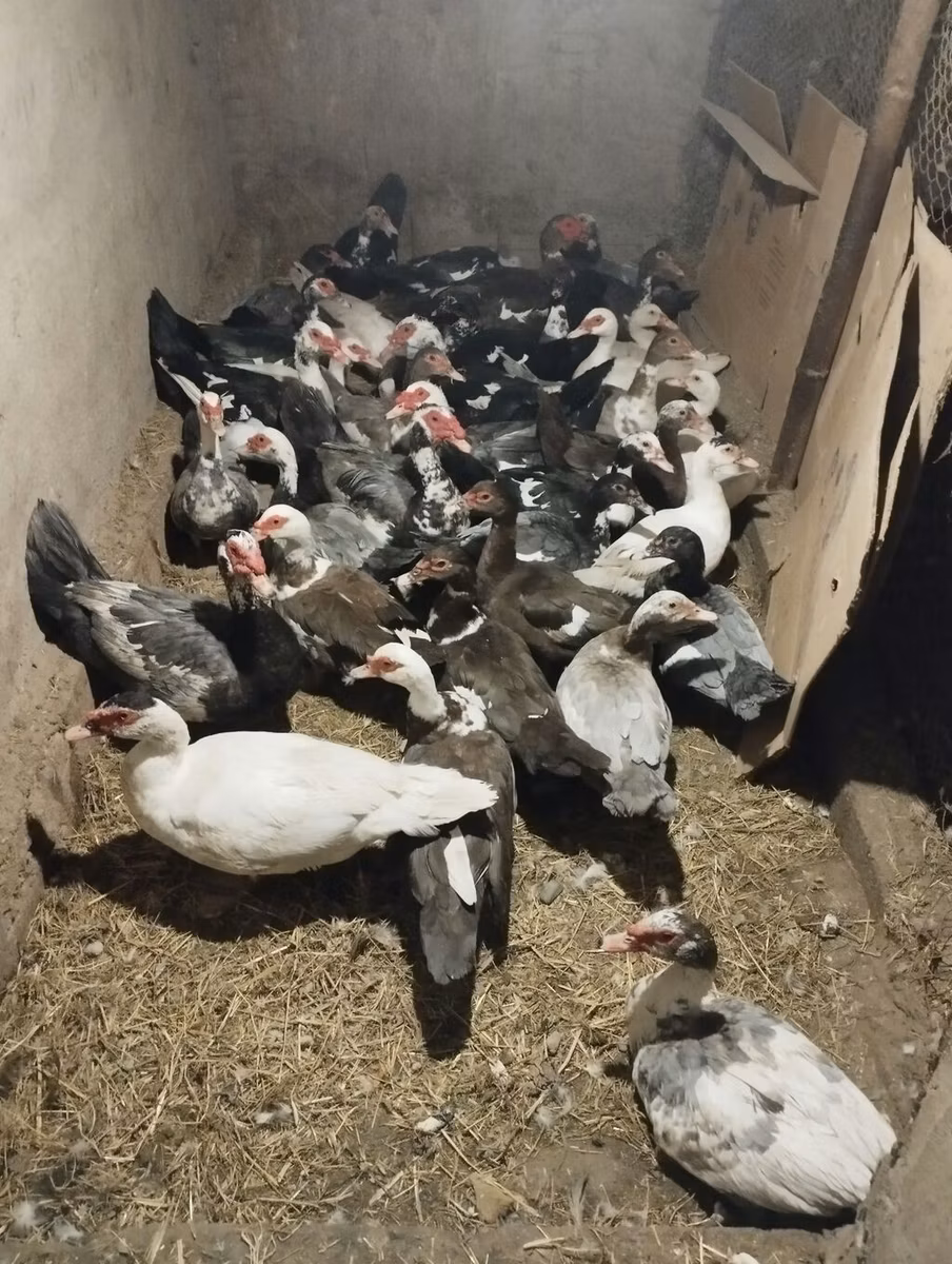 rață domestică Muscovy