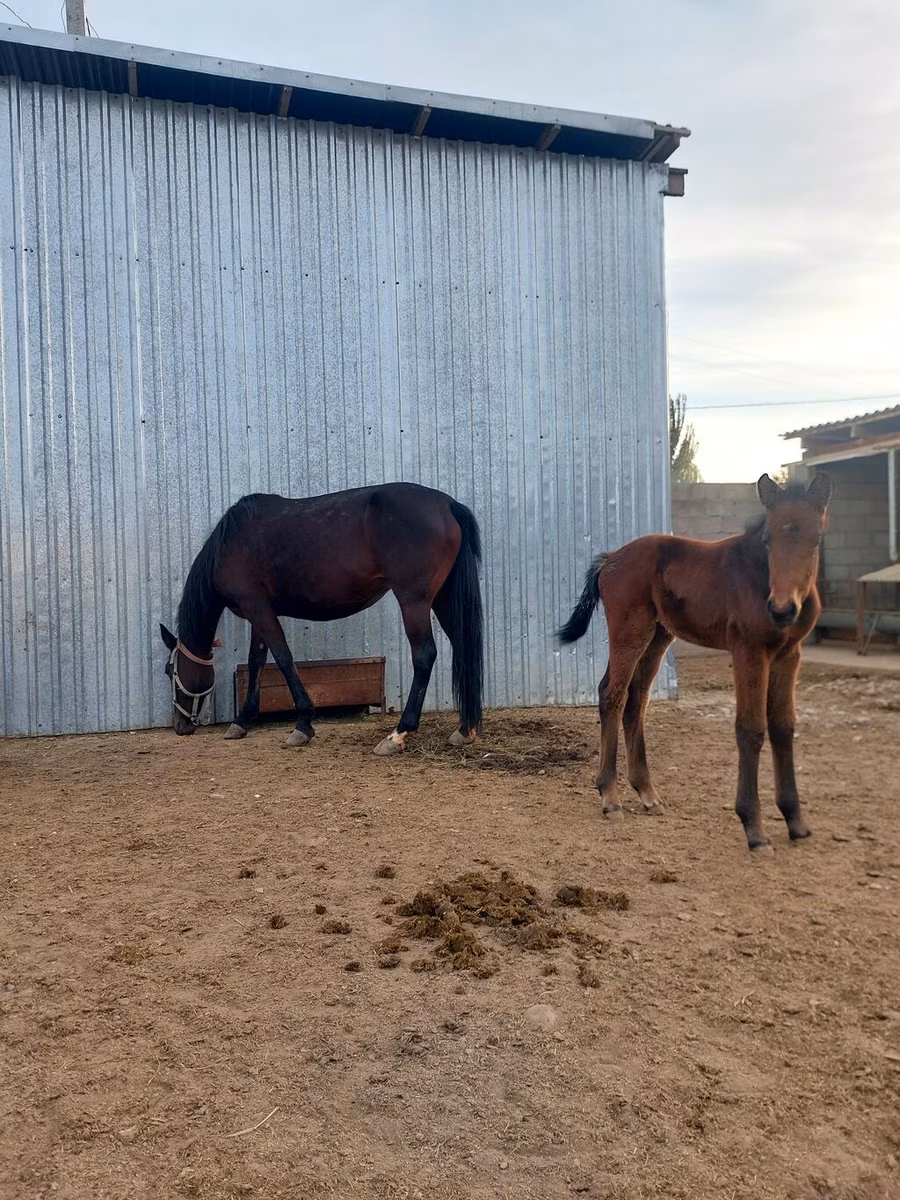 Arabian horse