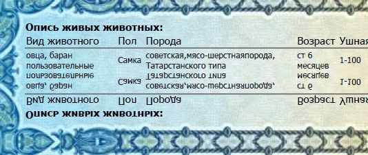 Tatarstan sheep