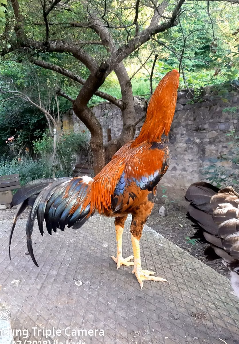 Combattant thaïlandais