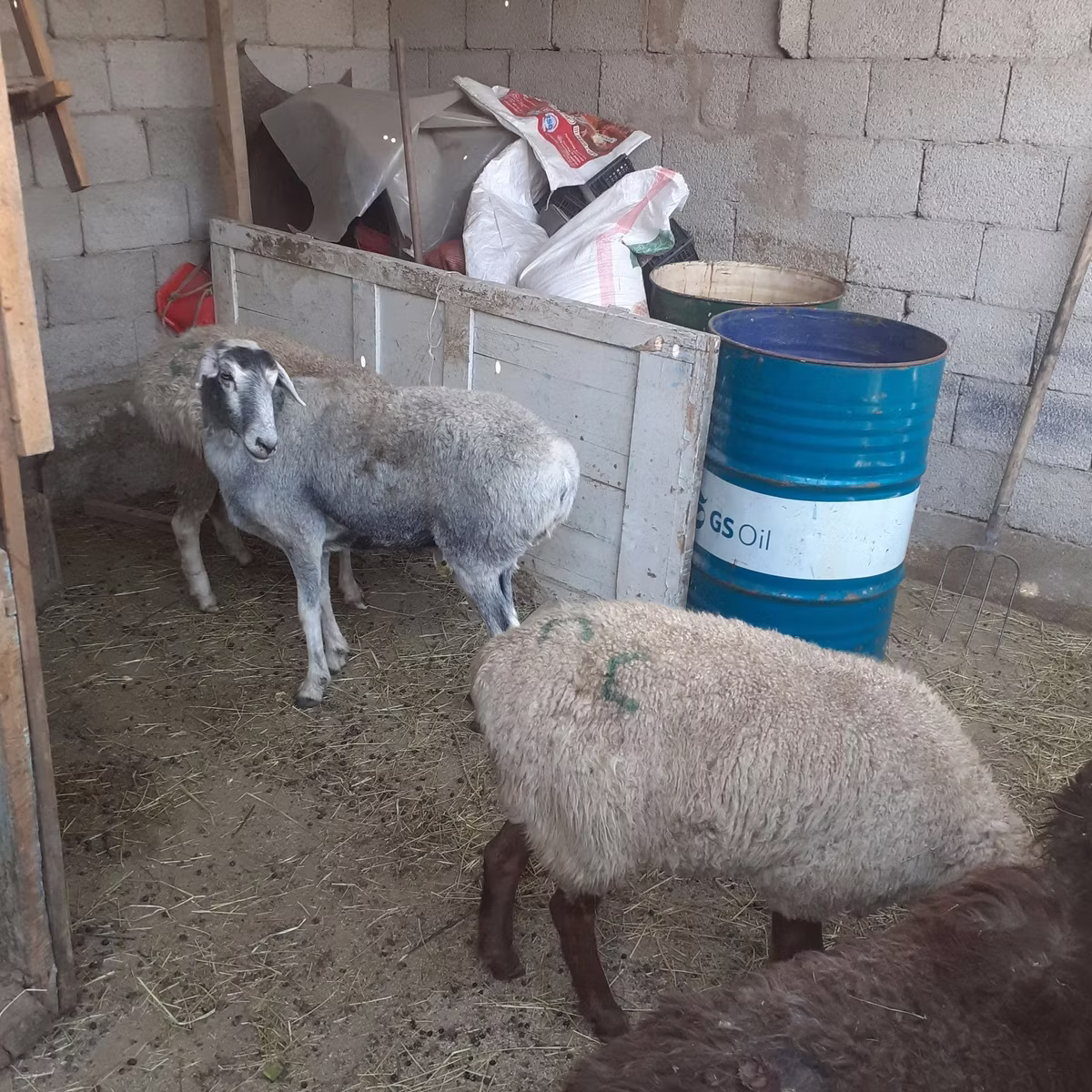 Yecheng sheep