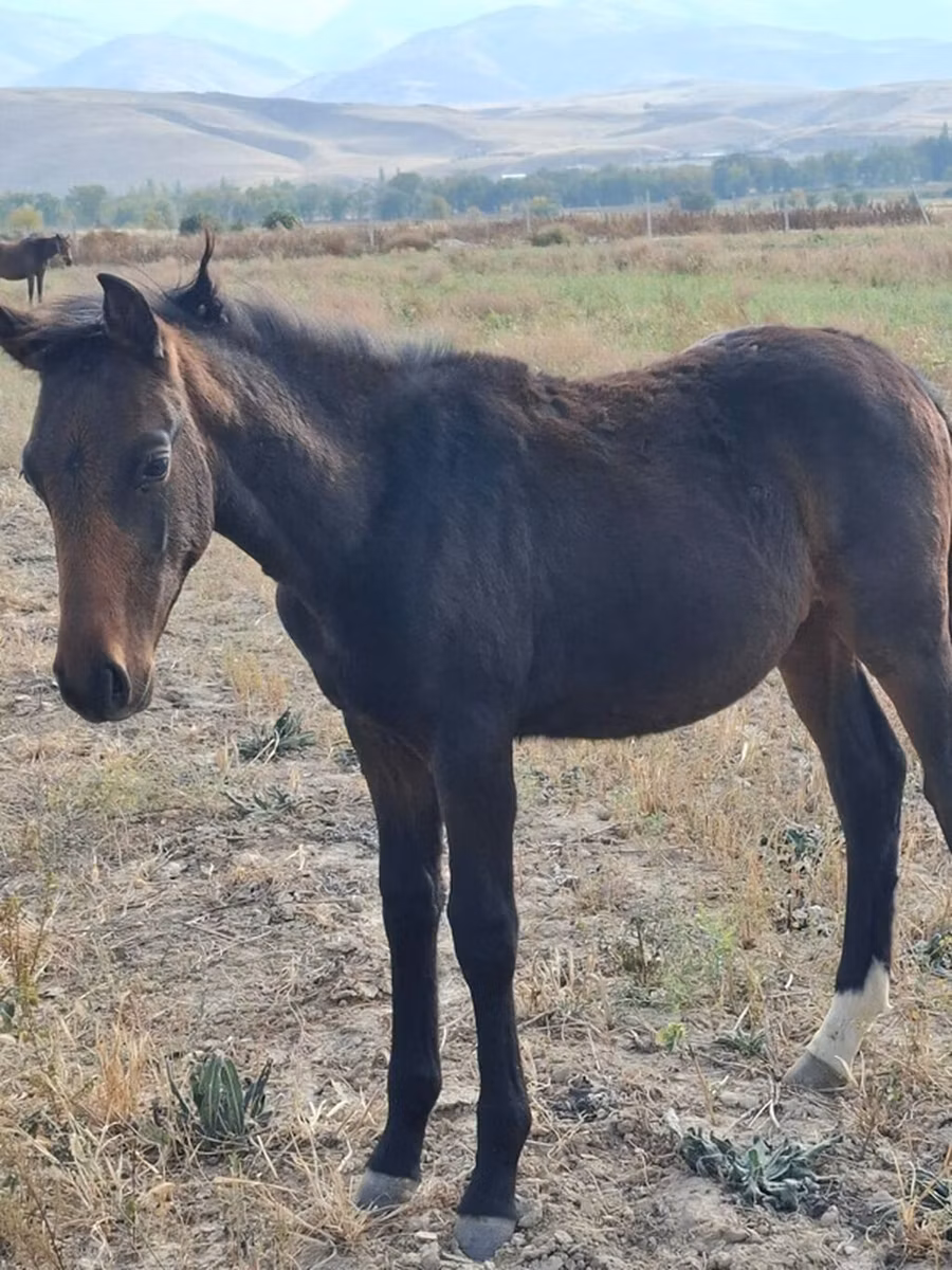 Thoroughbred horse