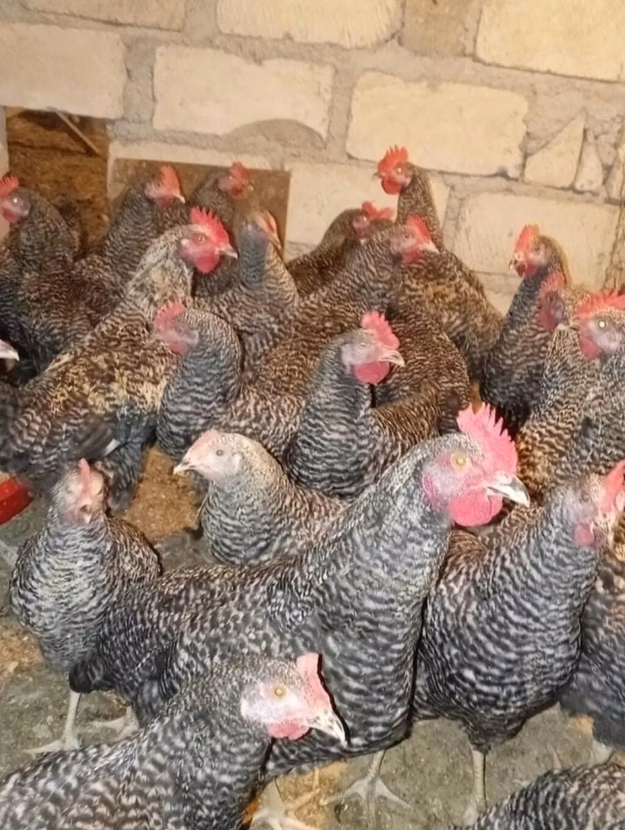 Poule slovène barrée