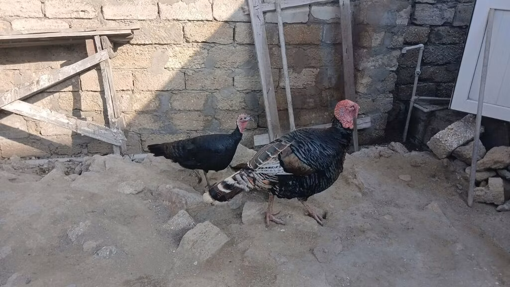 Blanca de pechuga ancha