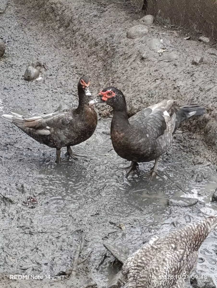 rață domestică Muscovy