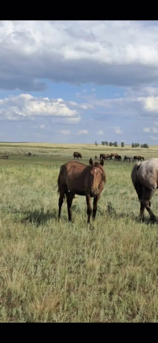 Tersk horse