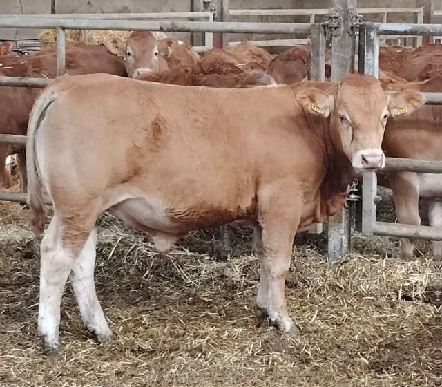 Vaca Limousine