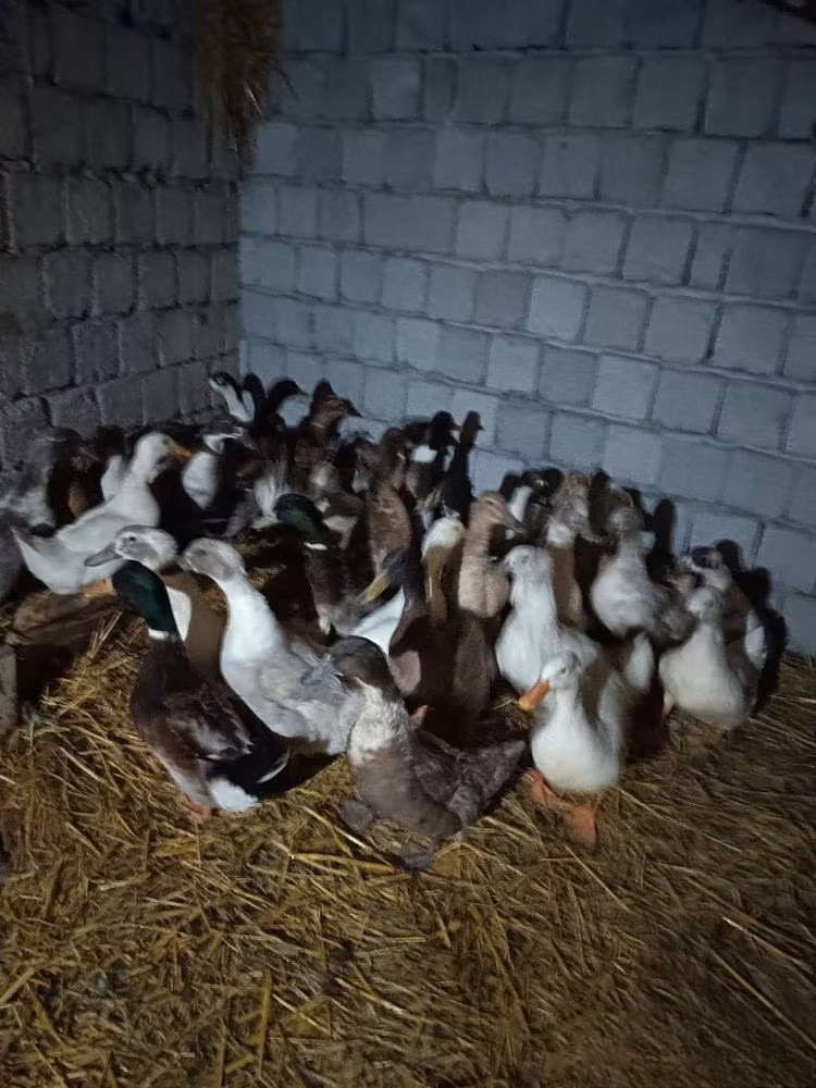 American Pekin