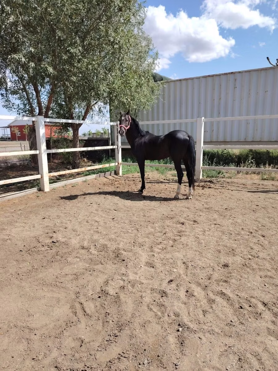 Akhal-Teke