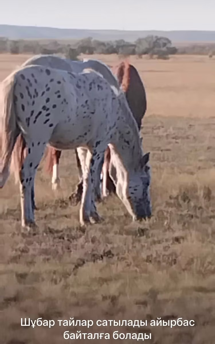 Приобская тукум