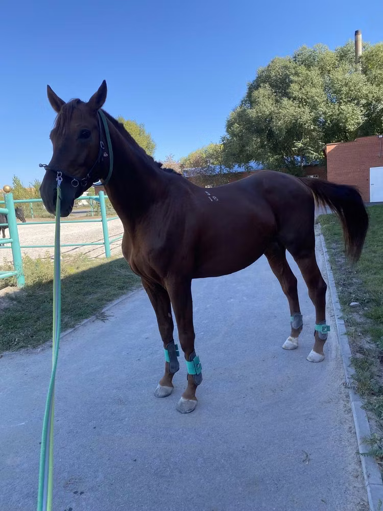 Budyonny horse