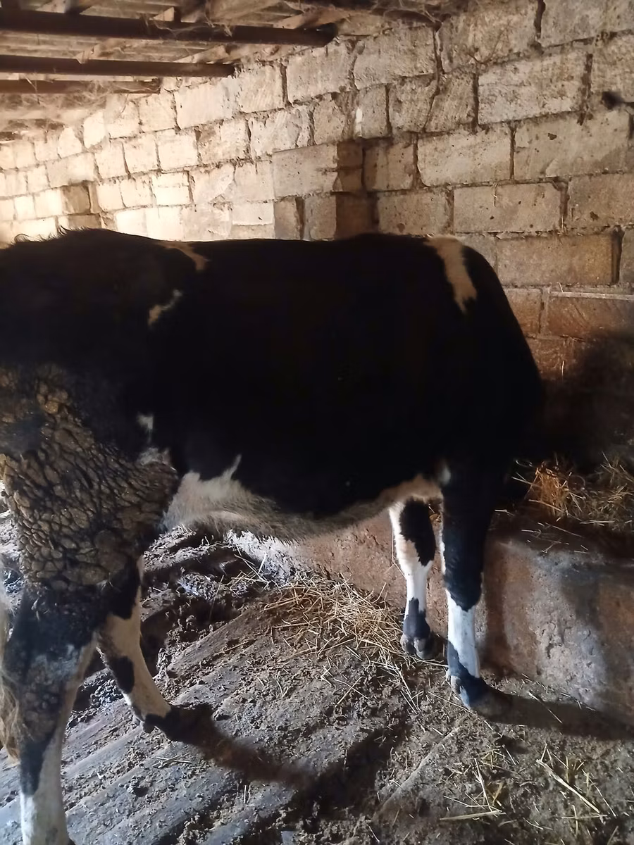 Yak sauvage