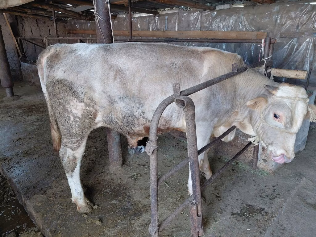 Vaca roșie fără coarne