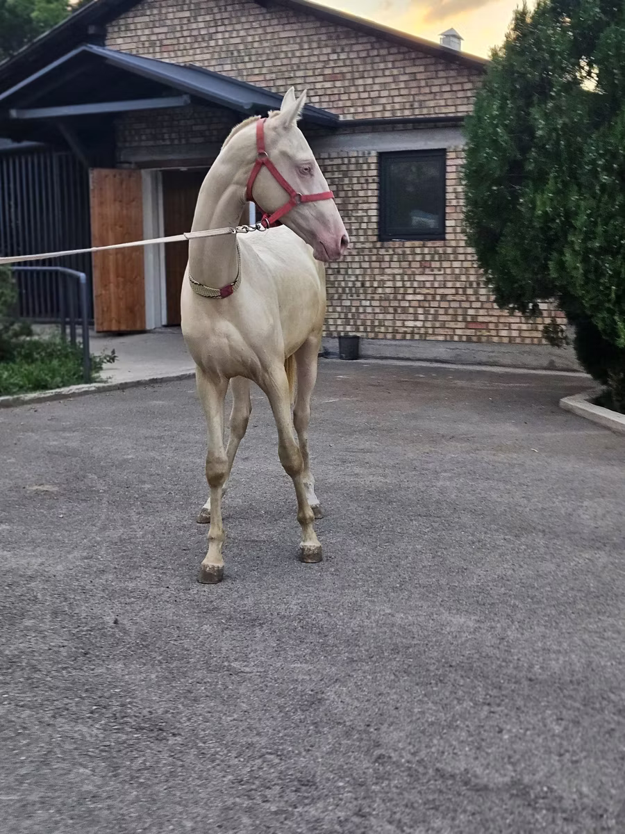 Akhal-Teke