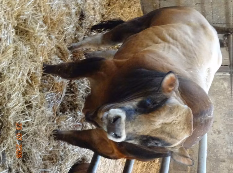 Partenaise cattle
