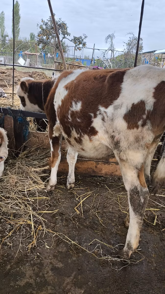 Simmental cattle
