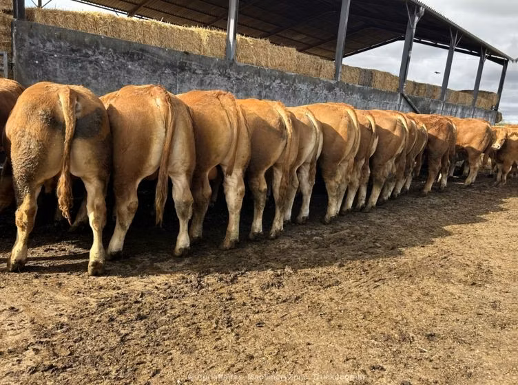 Vaca Limousine