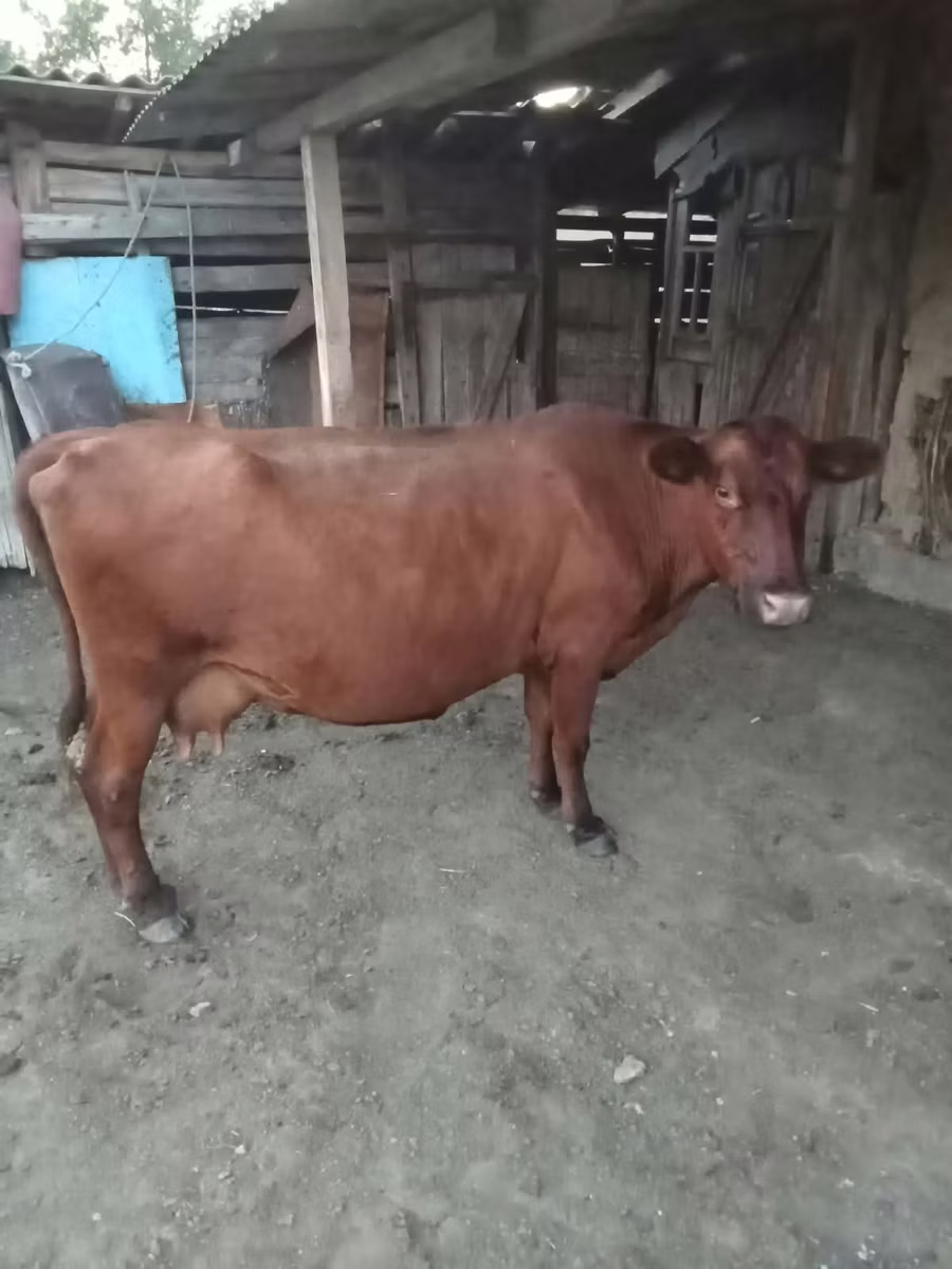Vaca roșie fără coarne