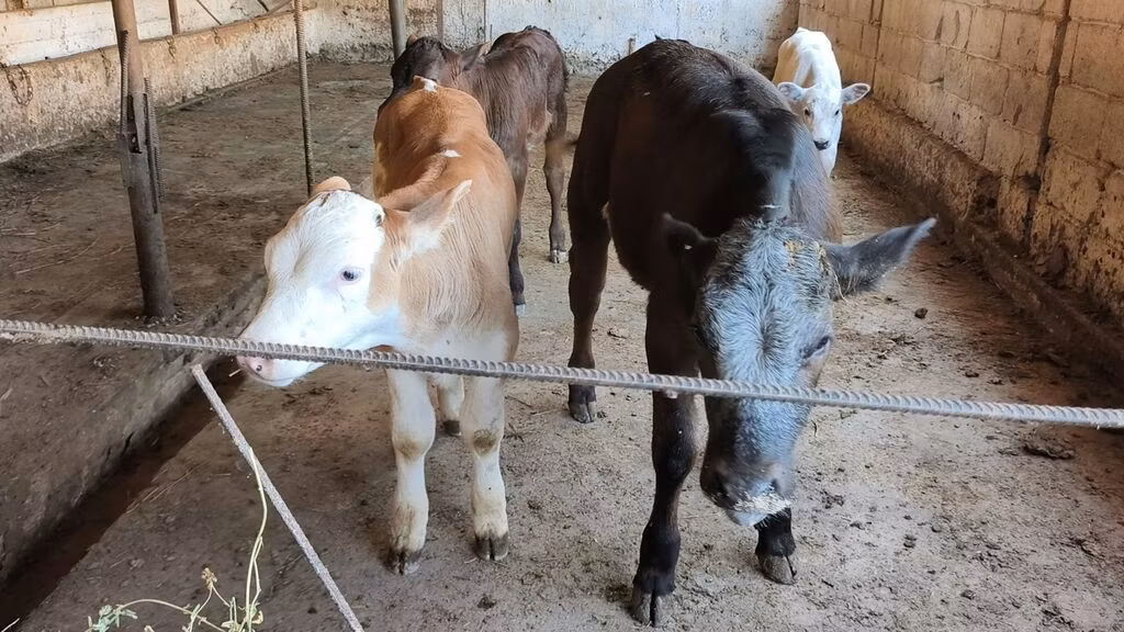 البلجيكية الزرقاء