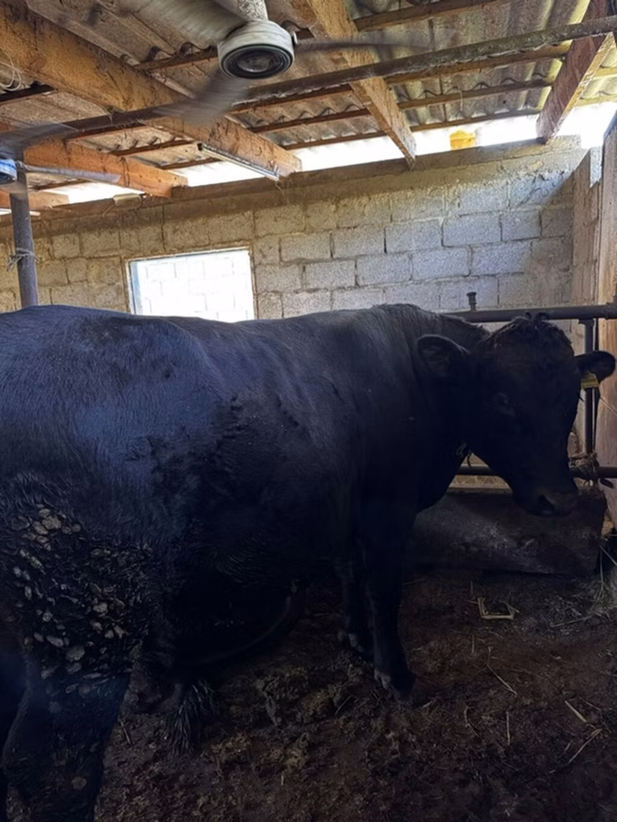 Vaca roșie fără coarne