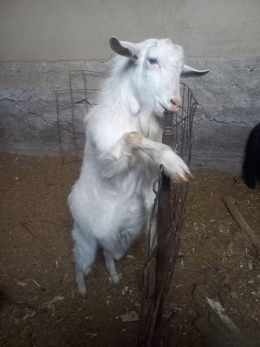 Alpine goat