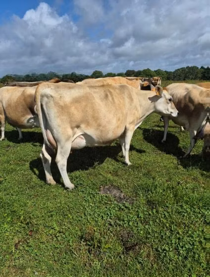 Jersey zotasi