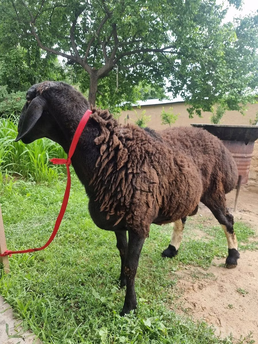 Blackheaded Persian sheep