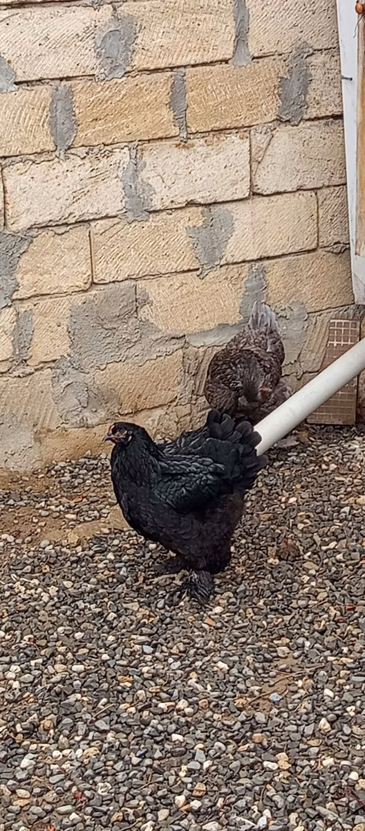 Brahma