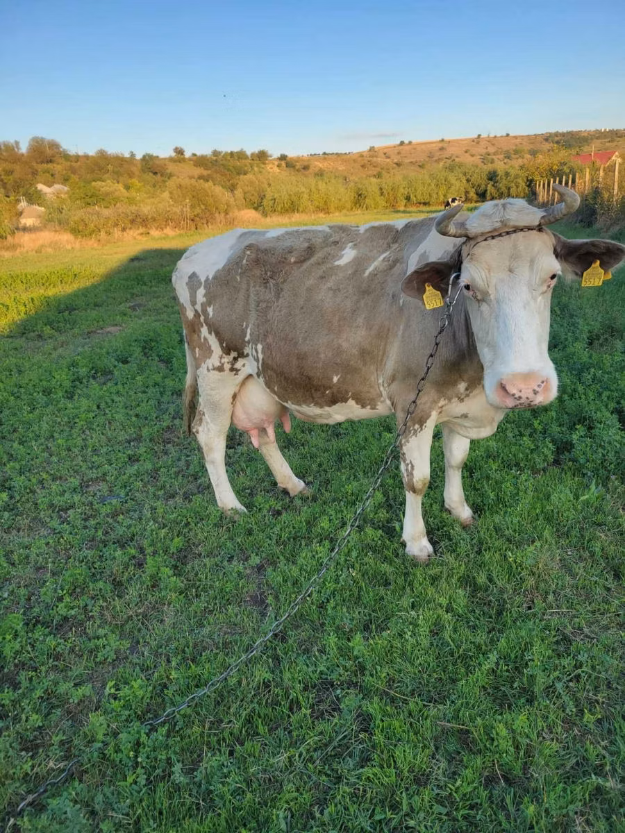 Raza de vaca