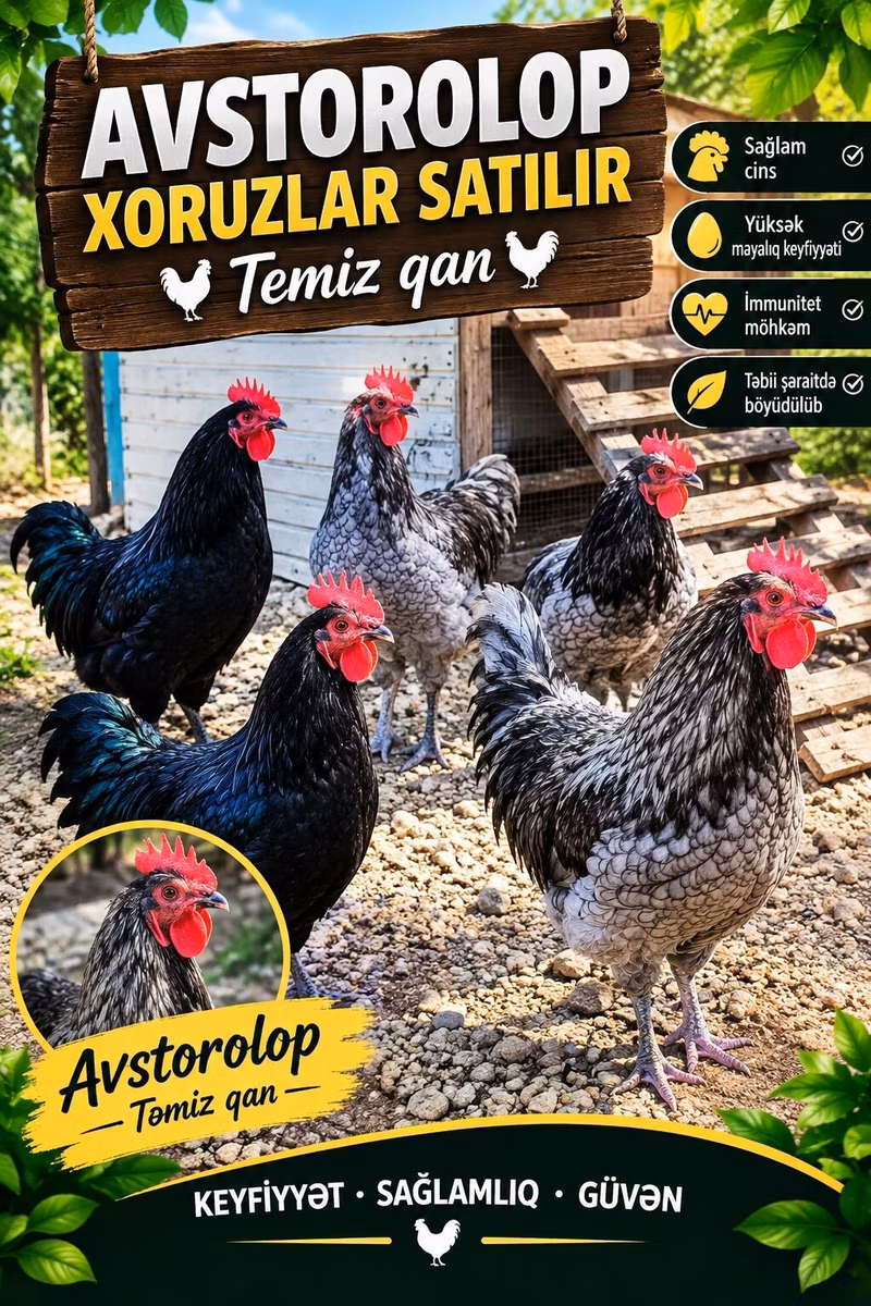 Australorp