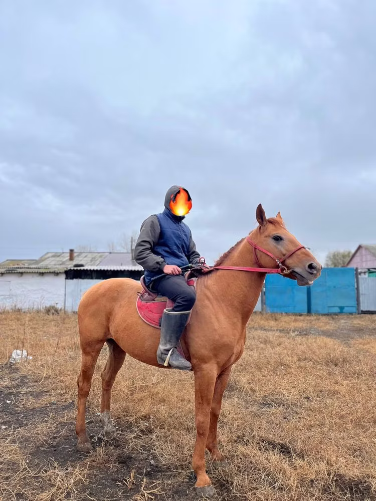 Донская порода
