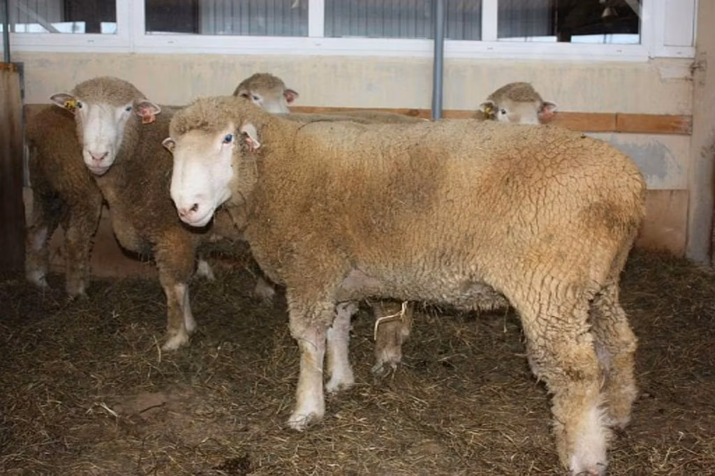 Dorset down sheep