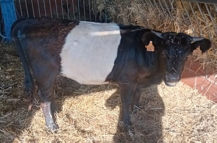 गैलोवे गाय
